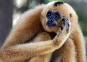 Monkey at Phnom Ta Mao