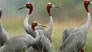 Nature & Wildlife
