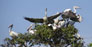 Prek Toal Bird Sanctury