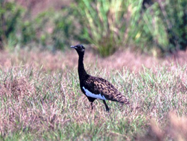 Bengal Florican