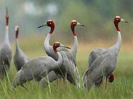 Sarus Crane