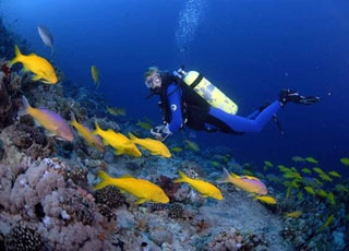 Wild Life Travel